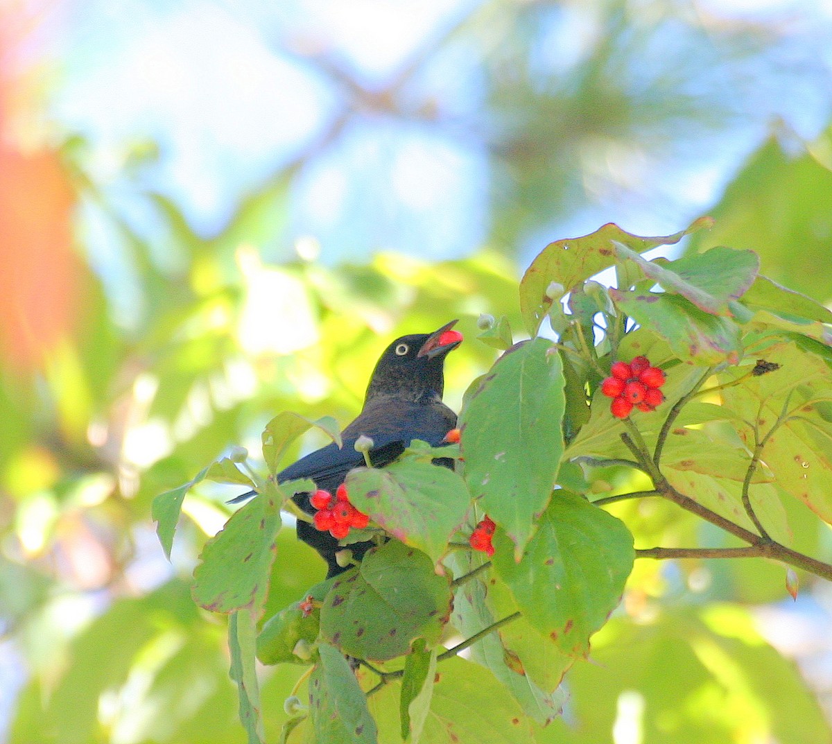 Rusty Blackbird - ML492828391