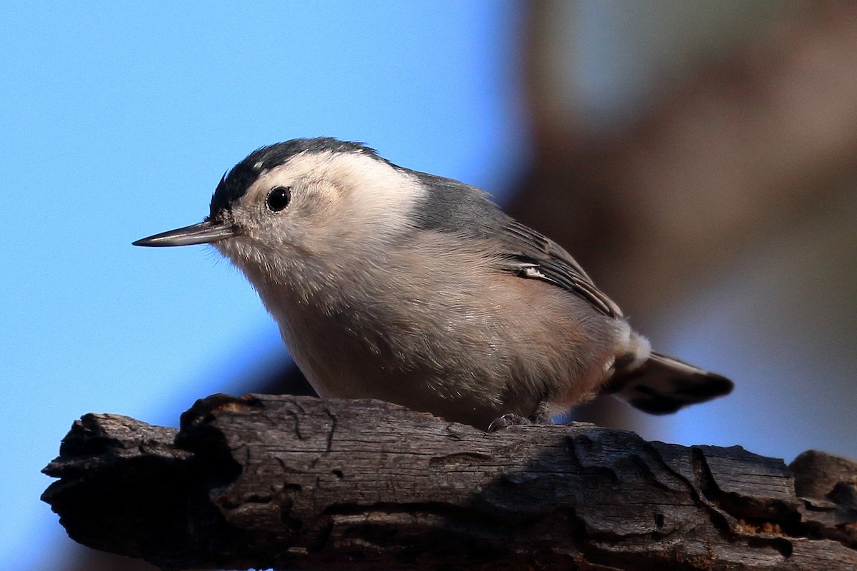 White-breasted Nuthatch - ML492828421