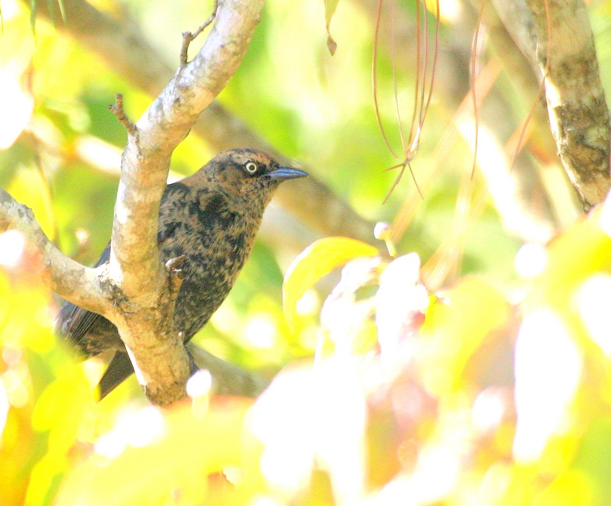 Rusty Blackbird - ML492828681