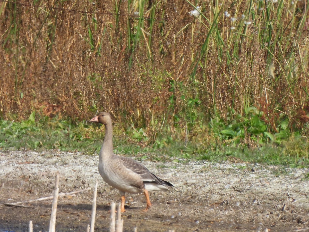 Greater White-fronted Goose - ML492828701