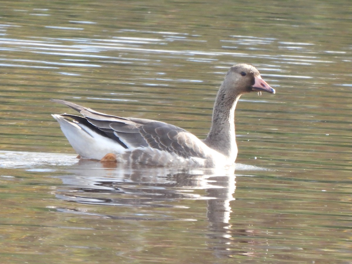 Greater White-fronted Goose - ML492828711