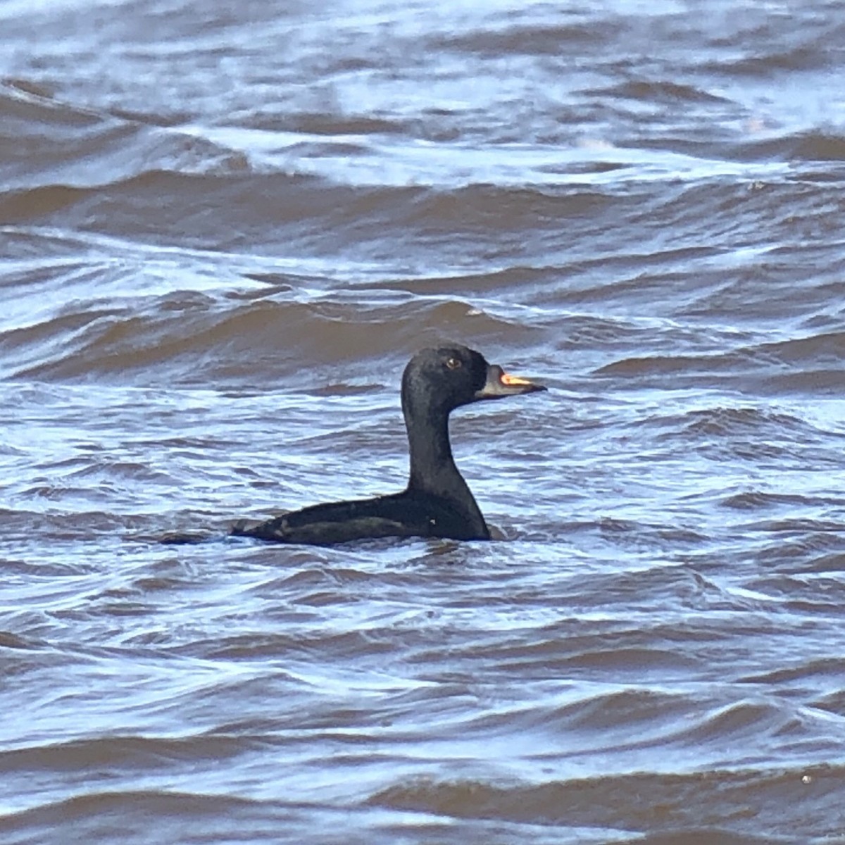 Common Scoter - Thierry Grandmont