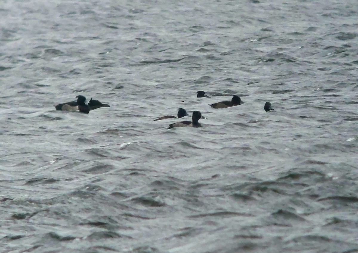 Ring-necked Duck - Dave Read