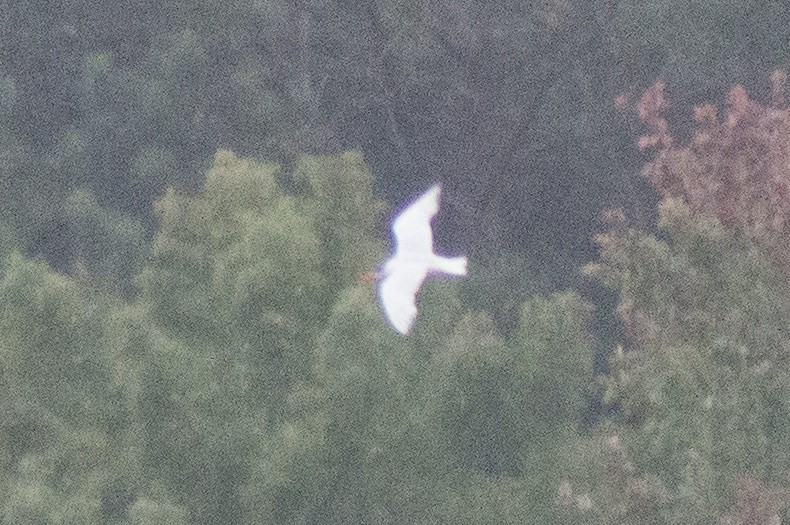 Caspian Tern - ML492830591