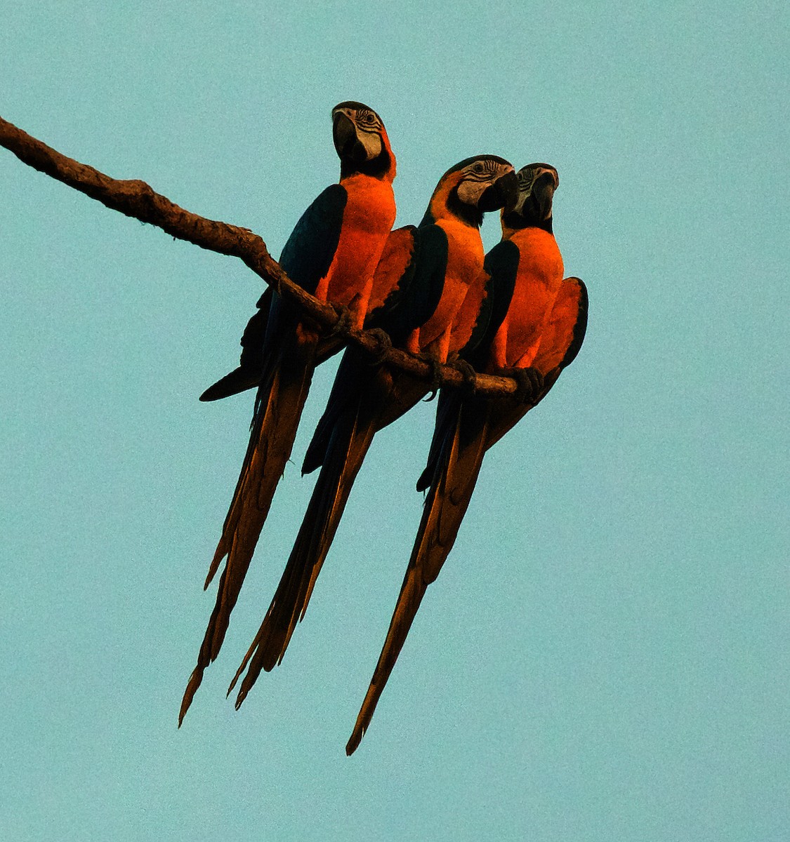 Guacamayo Azuliamarillo - ML492830661