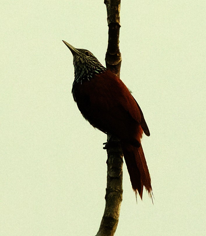 Point-tailed Palmcreeper - David Ascanio