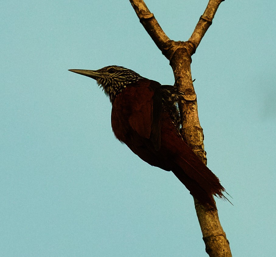 Point-tailed Palmcreeper - David Ascanio