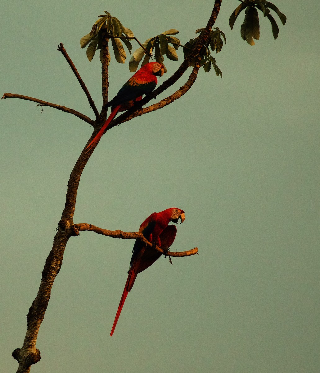 Scarlet Macaw - David Ascanio