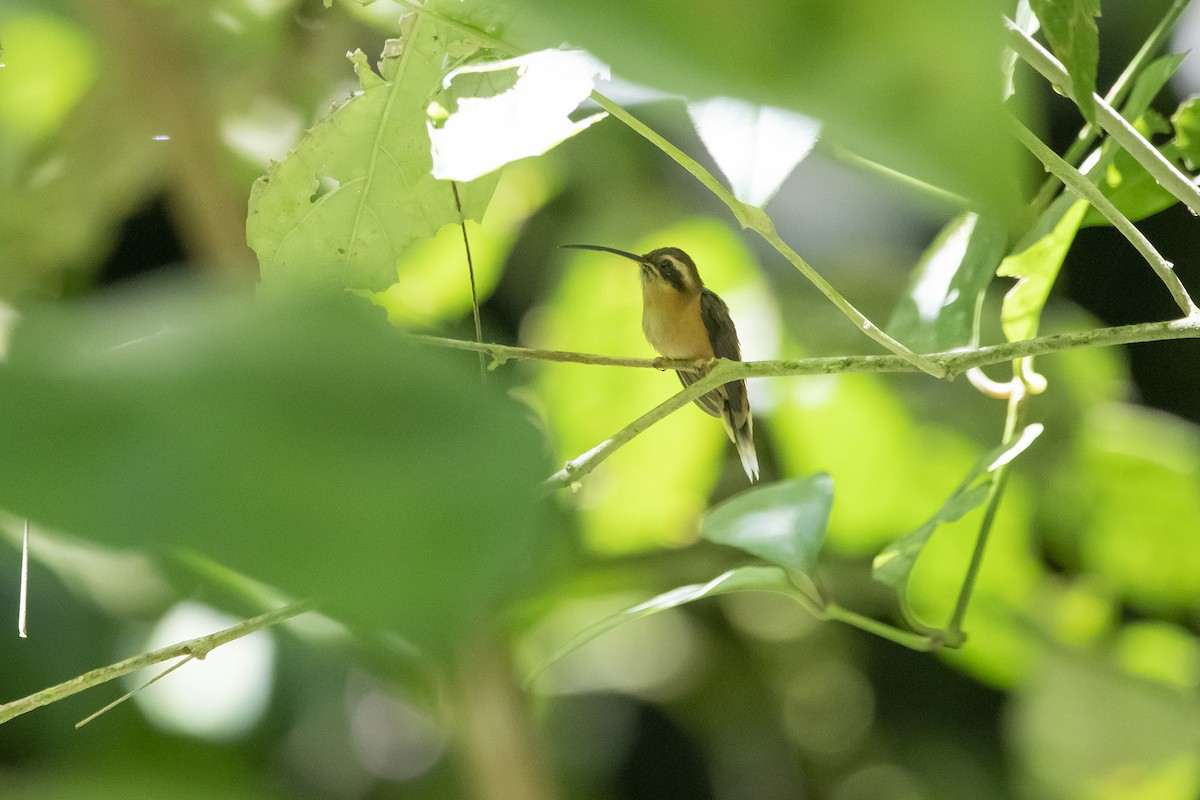 Gray-chinned Hermit - ML492831911