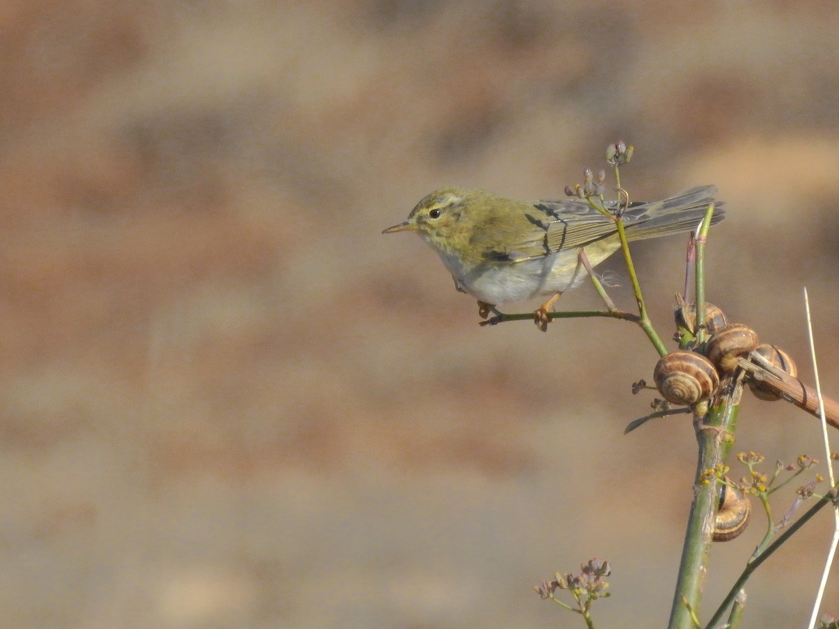 Willow Warbler - ML492832011