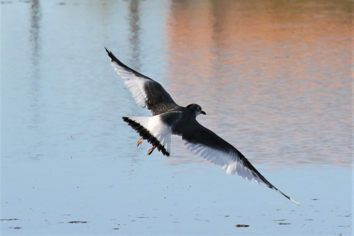 Sabine's Gull - ML492832631