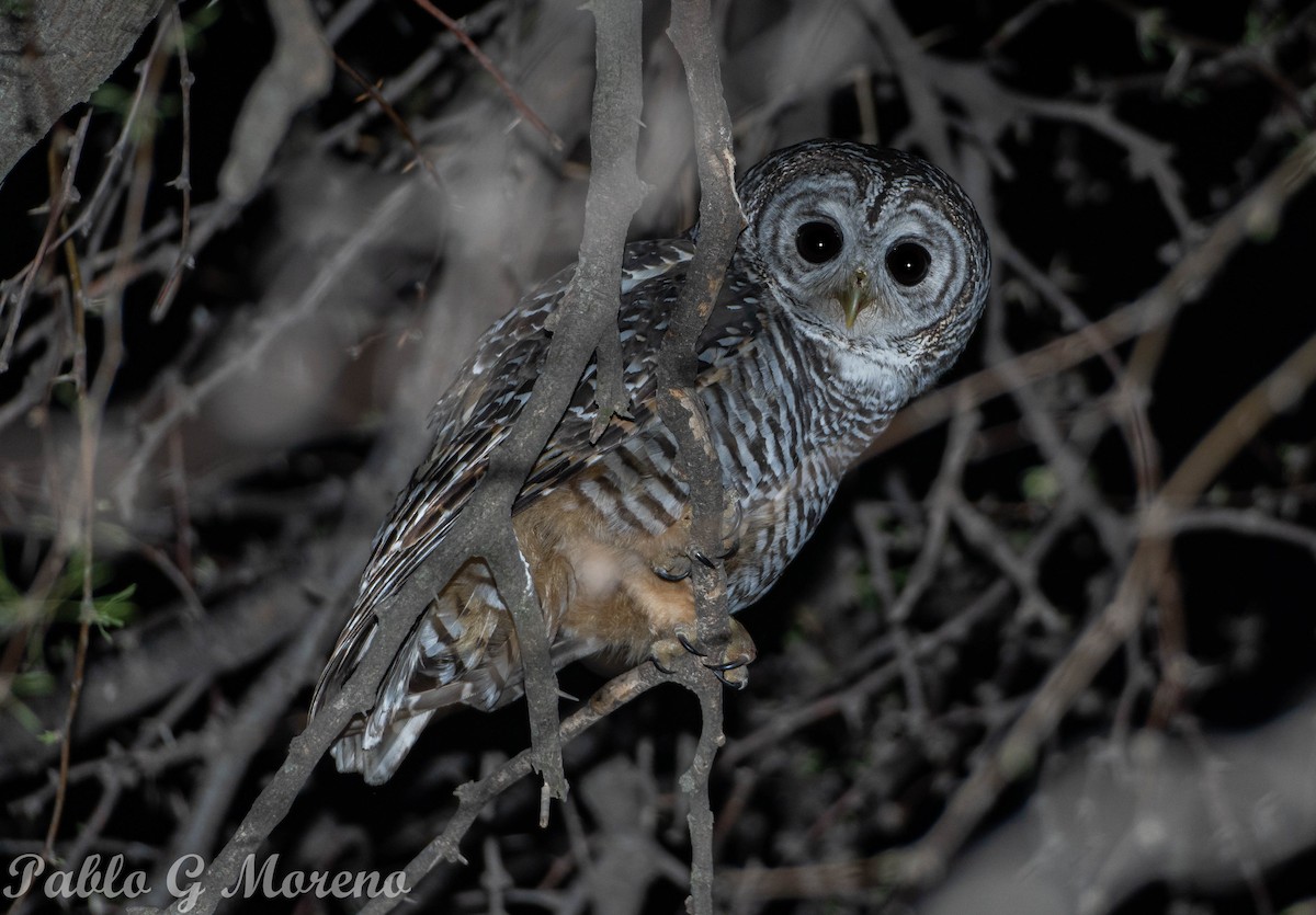 Chaco Owl - Pablo Moreno