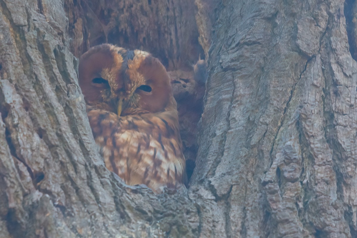 Tawny Owl - ML492833081
