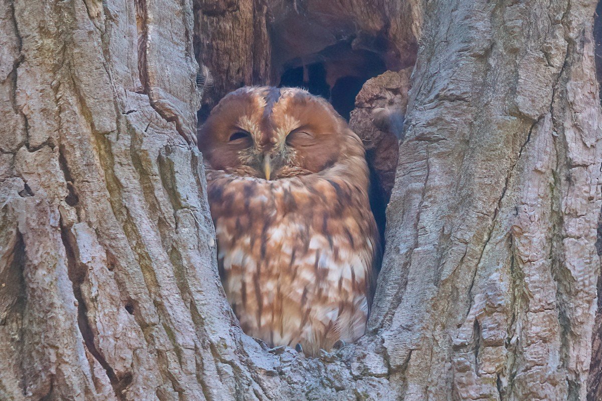 Tawny Owl - ML492833091