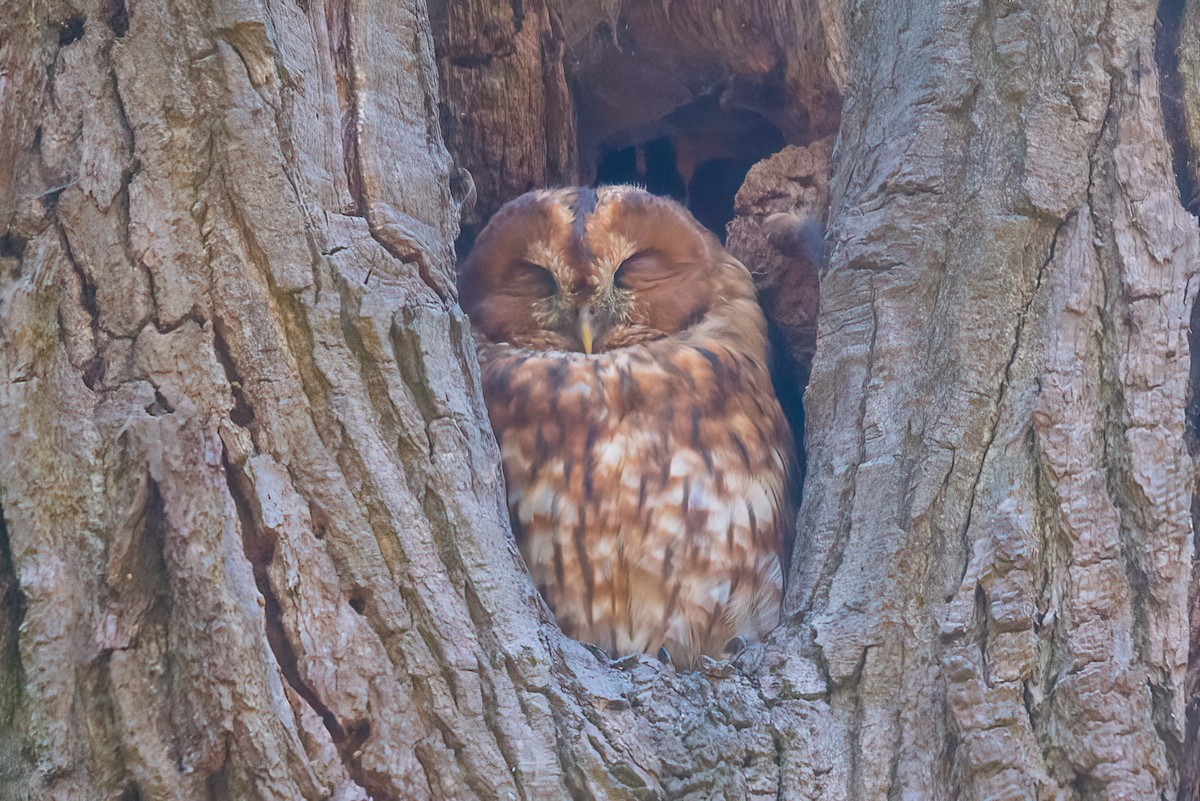 Tawny Owl - ML492833101