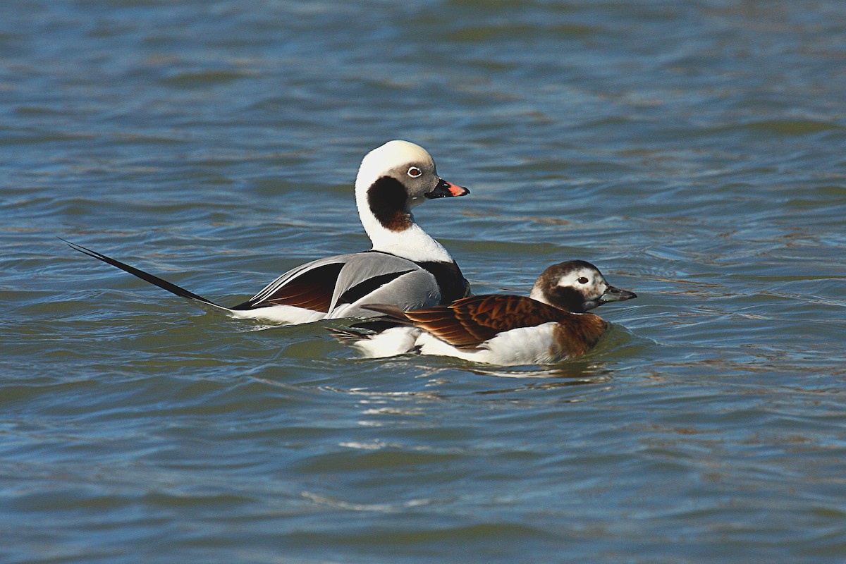 Long-tailed Duck - Jay Ovsiovitch