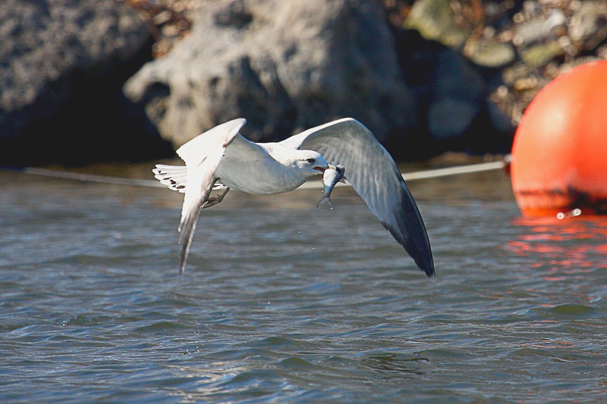 Ring-billed Gull - ML49283401