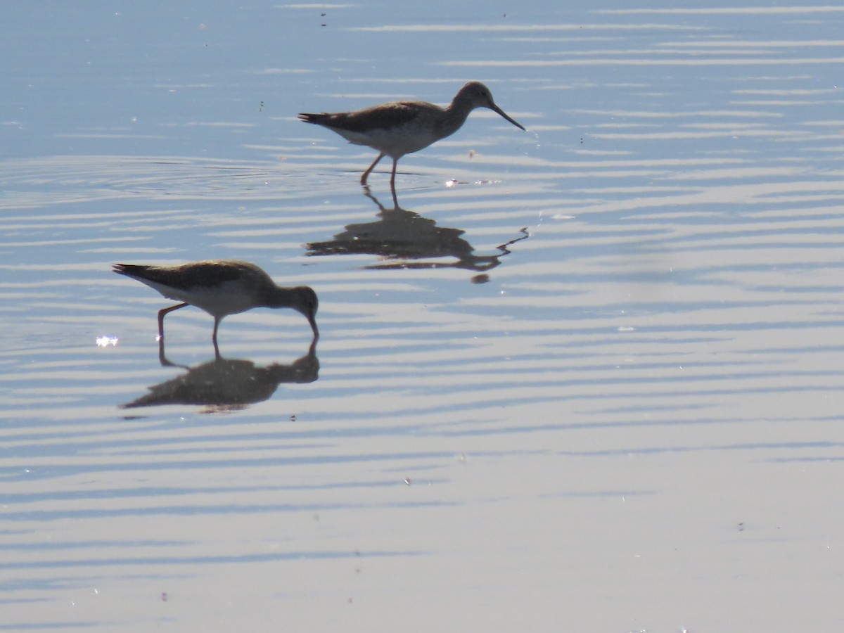 Greater Yellowlegs - ML492834621