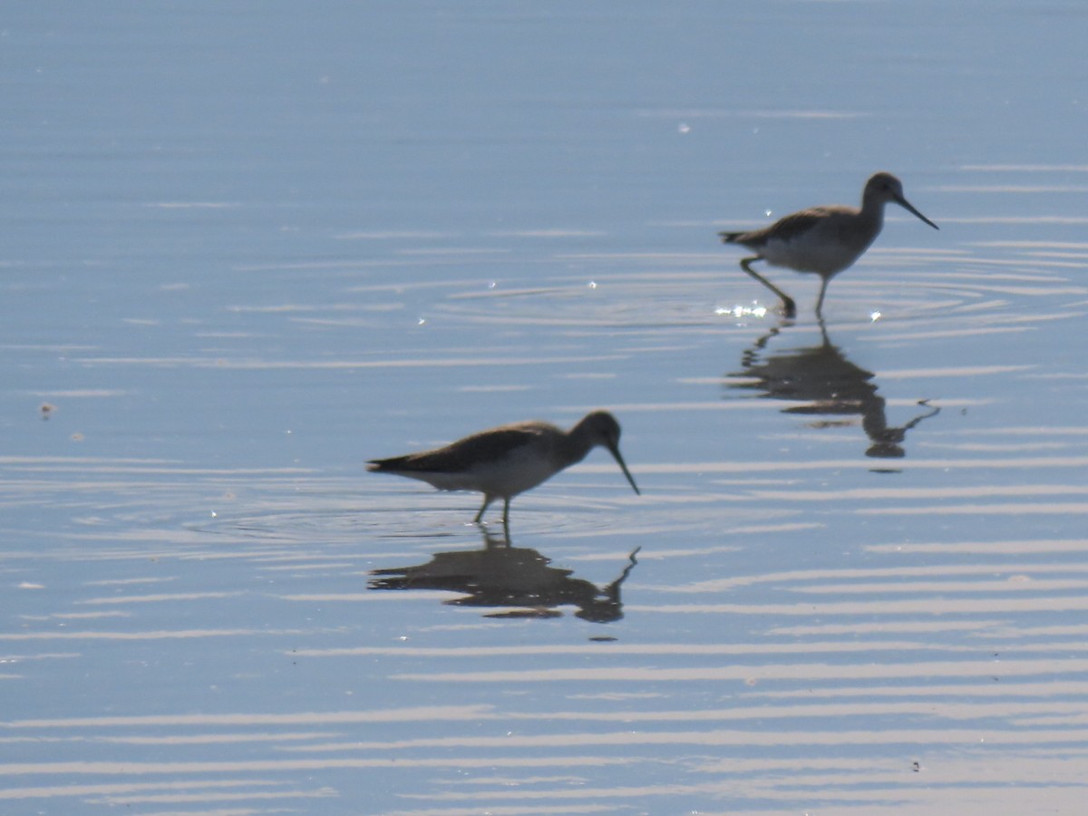 Greater Yellowlegs - ML492834631