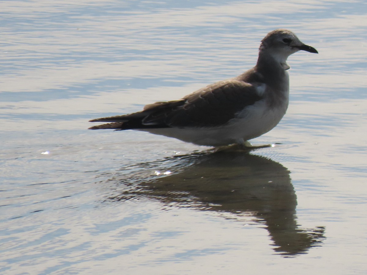 Sabine's Gull - ML492835131