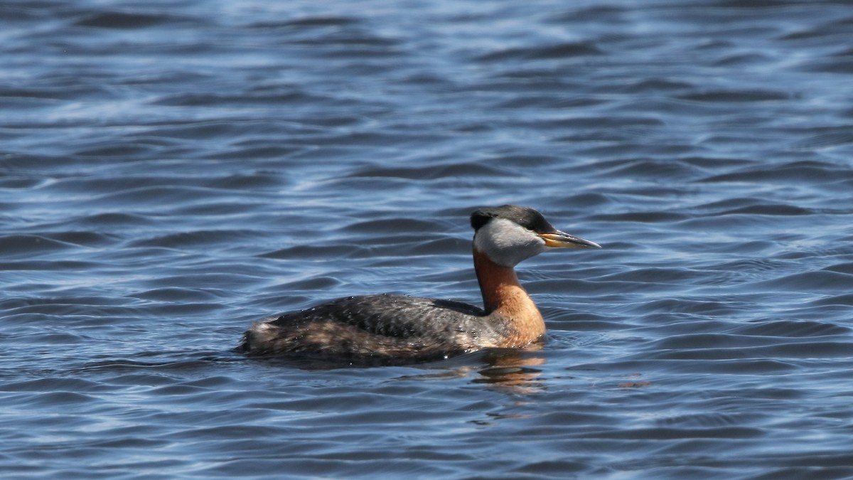 Red-necked Grebe - Robert Holland