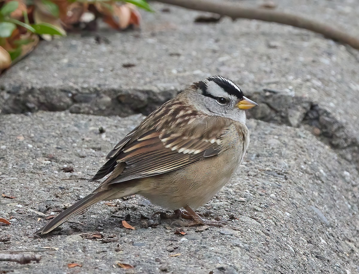 White-crowned Sparrow - ML492838011