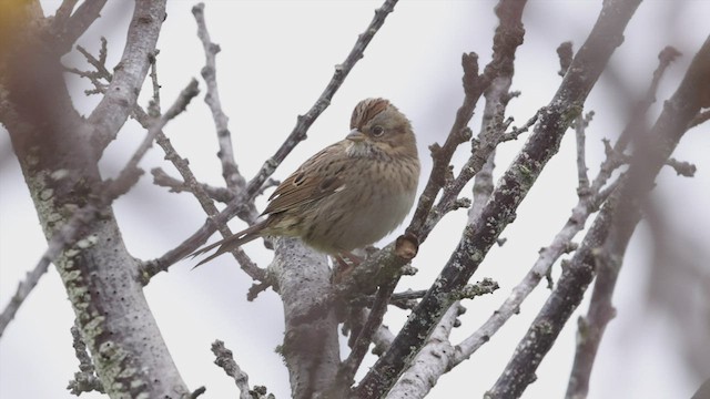 Lincoln's Sparrow - ML492838801