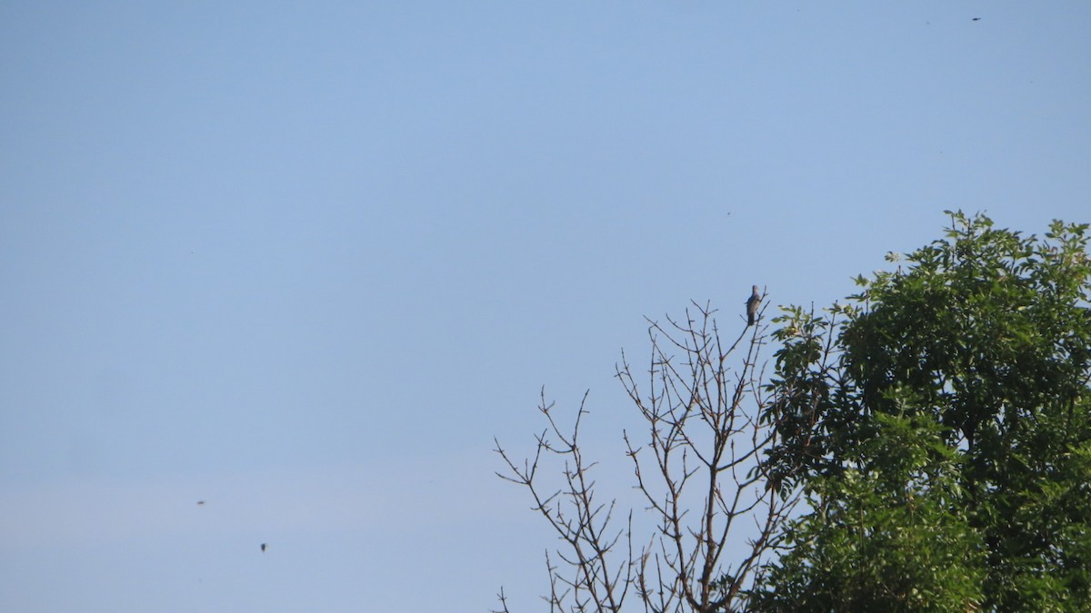 Полосатохвостый голубь - ML492838871