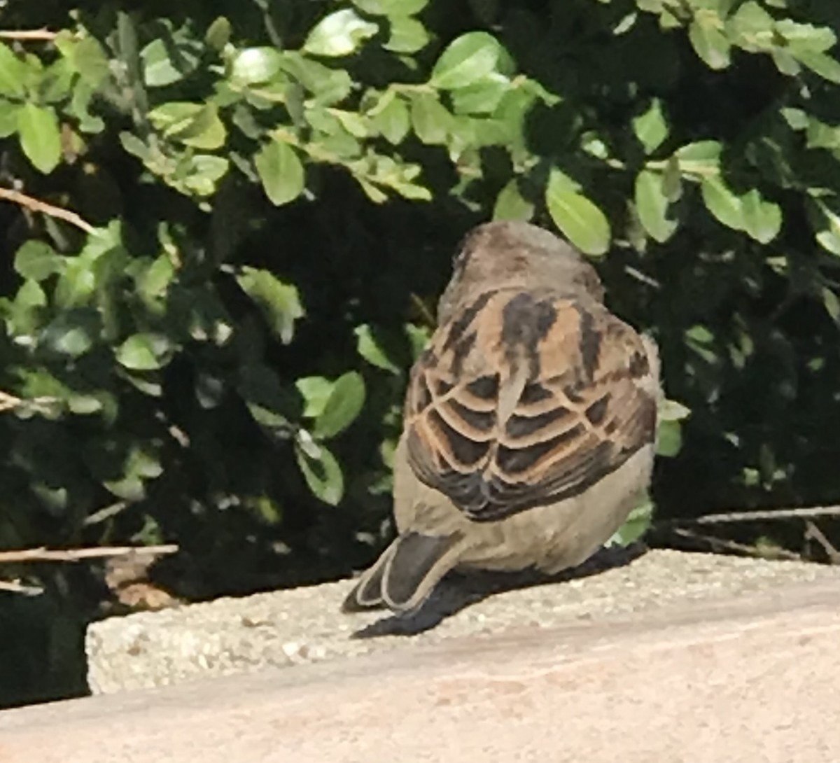 House Sparrow - ML492839401