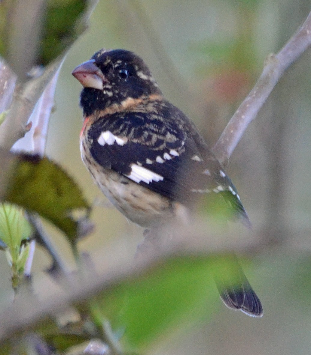 Rose-breasted Grosbeak - Michael J Good