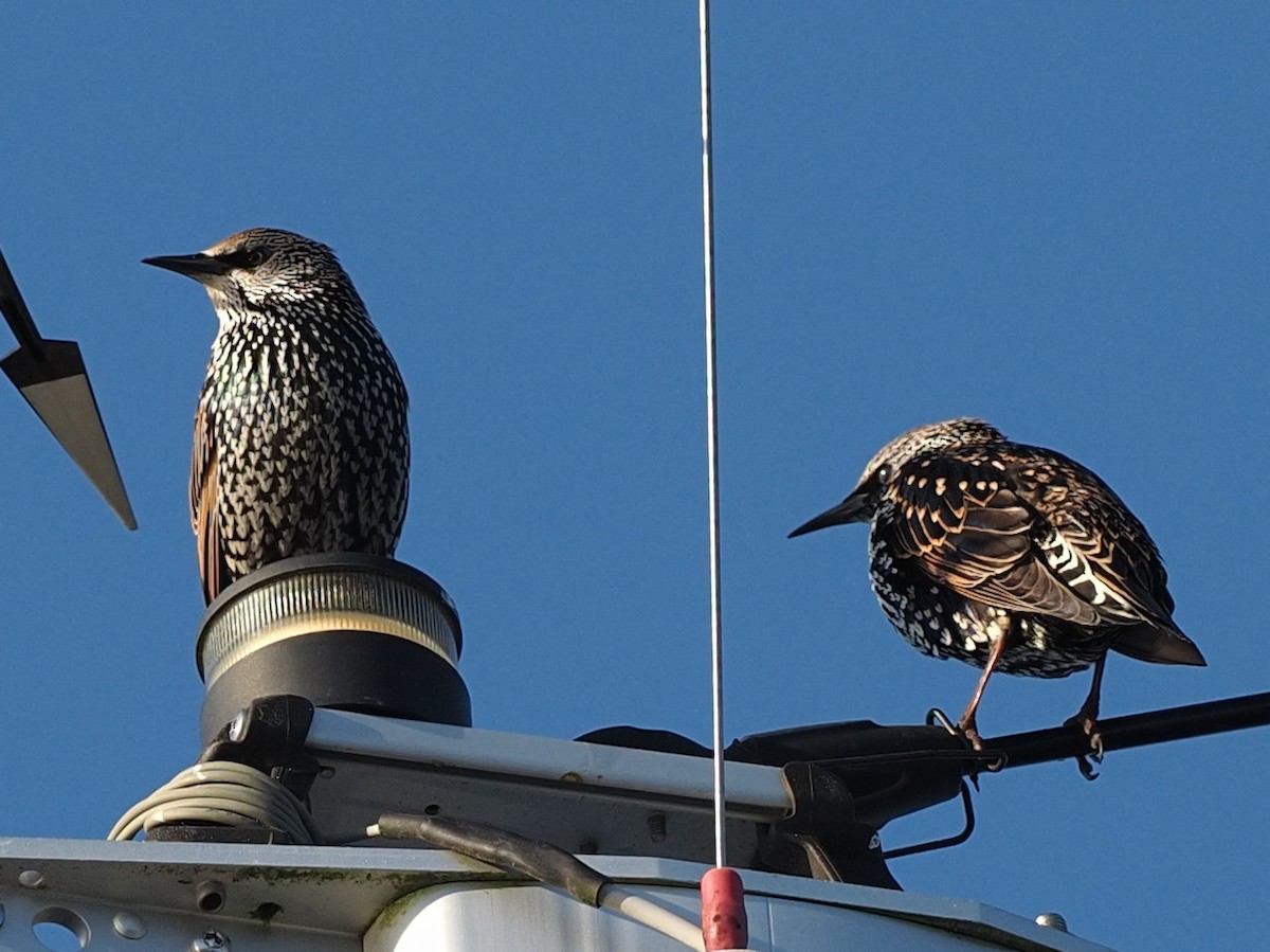 European Starling - ML492840261