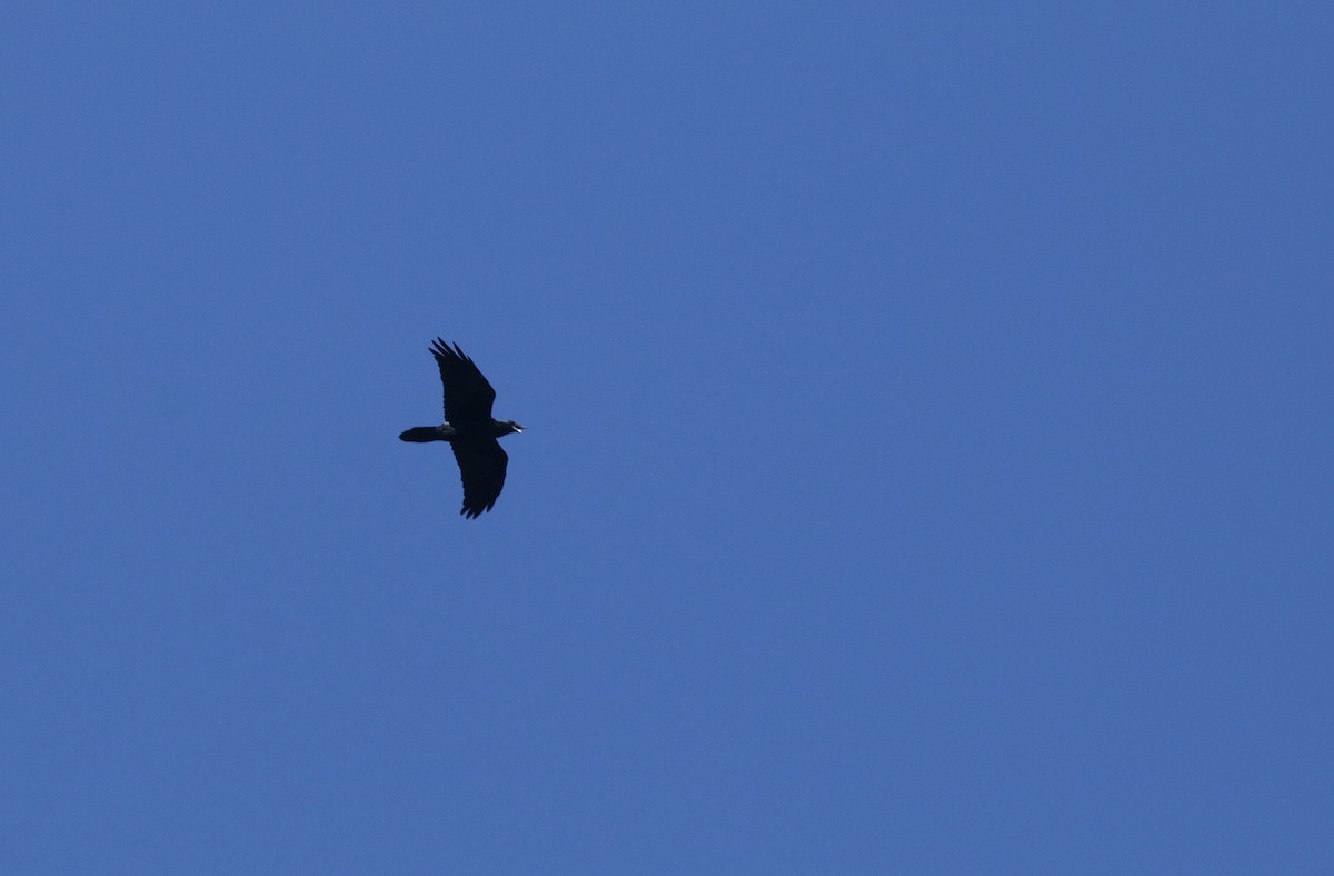 Grand Corbeau - ML492841771