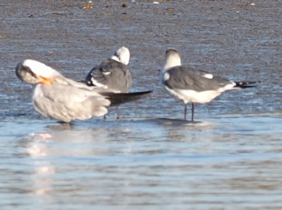 Caspian Tern - ML492843331