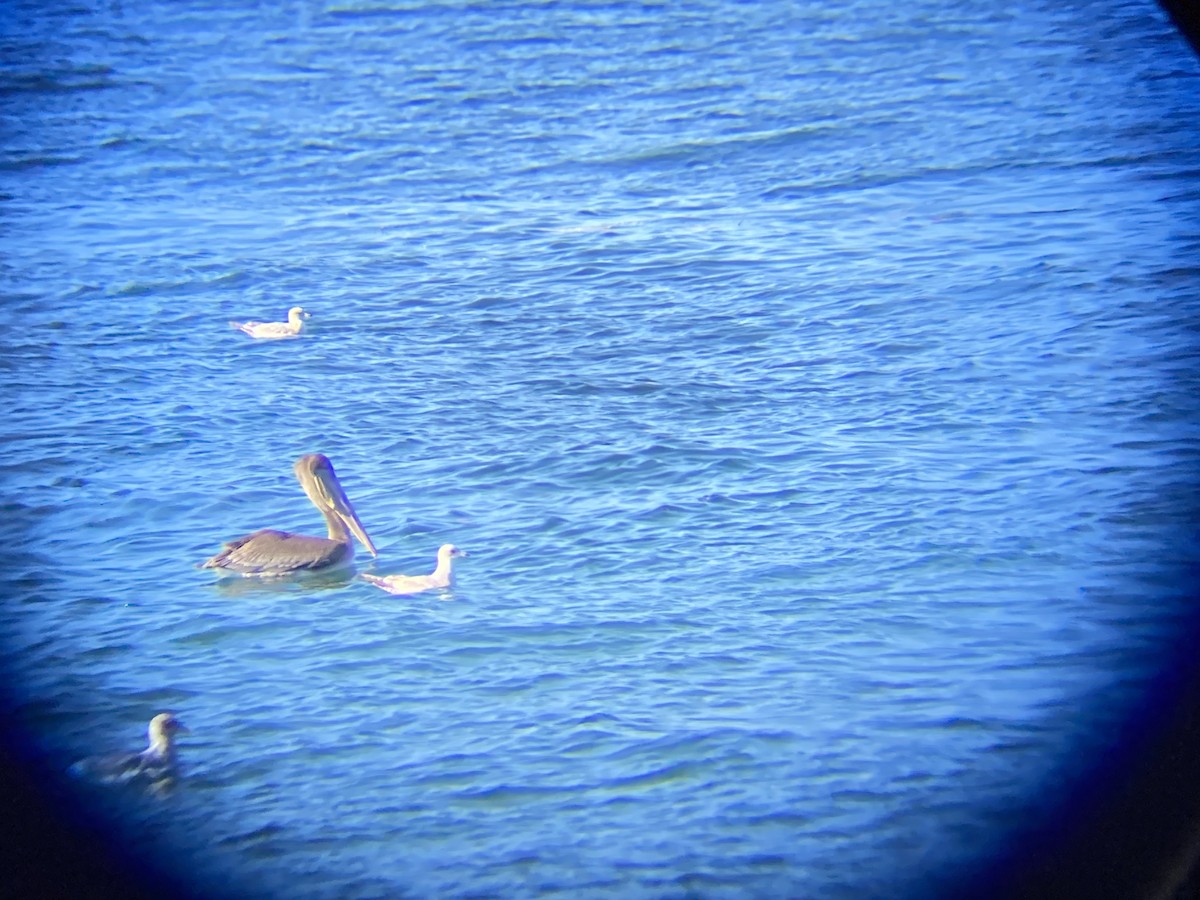 pelikán hnědý - ML492843611