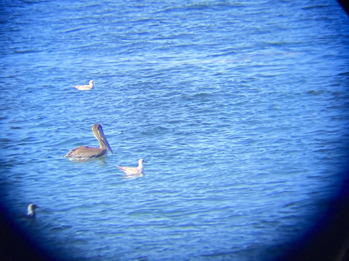 Brown Pelican - ML492843641