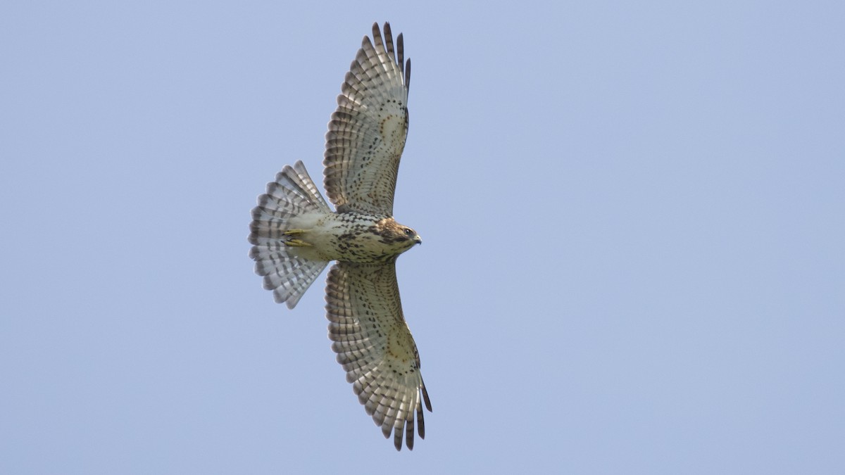 Broad-winged Hawk - Brian Rusnica