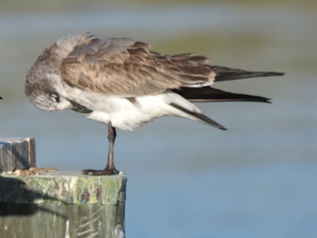 Laughing Gull - ML492844781