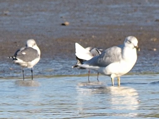 Ring-billed Gull - ML492844891