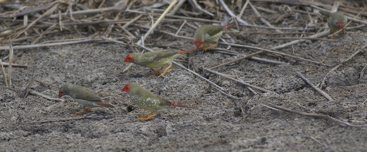 Star Finch - ML492845711