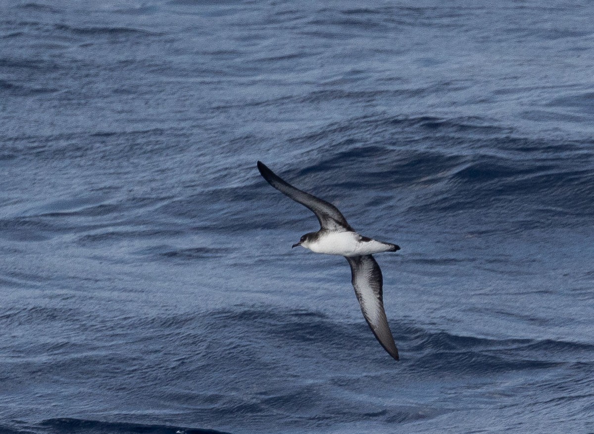 Manx Shearwater - ML492846051