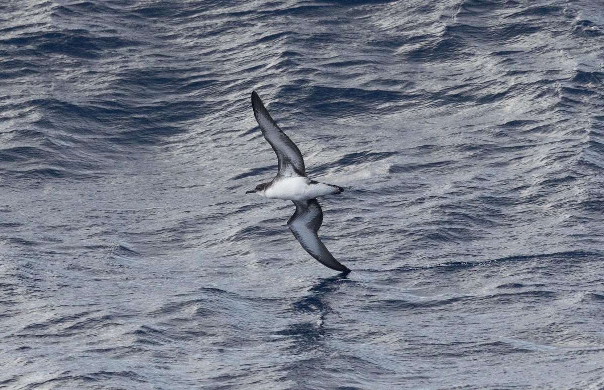 Manx Shearwater - Santiago Imberti