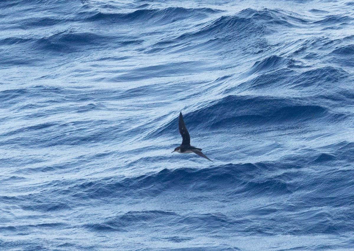 Manx Shearwater - Santiago Imberti