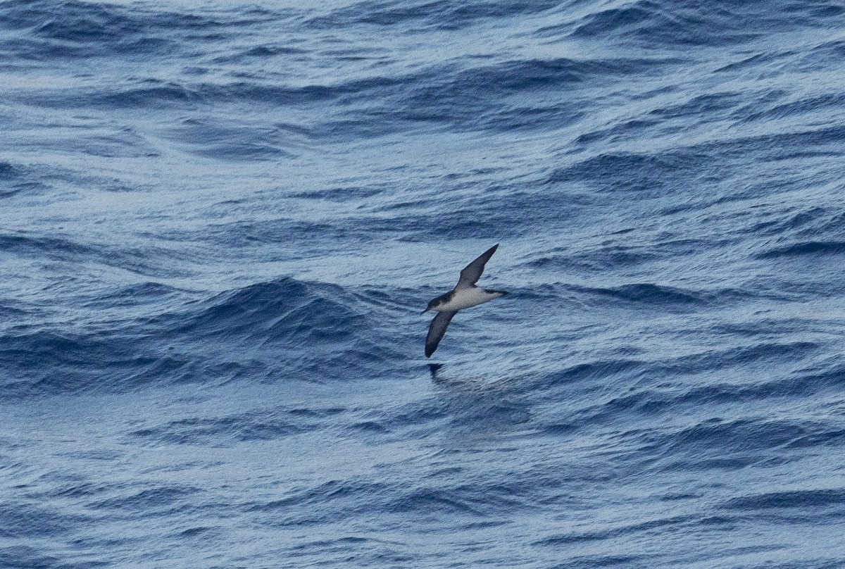 Manx Shearwater - Santiago Imberti