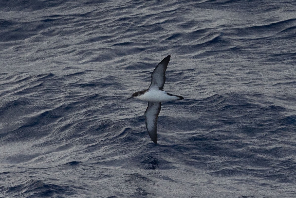 Manx Shearwater - Santiago Imberti