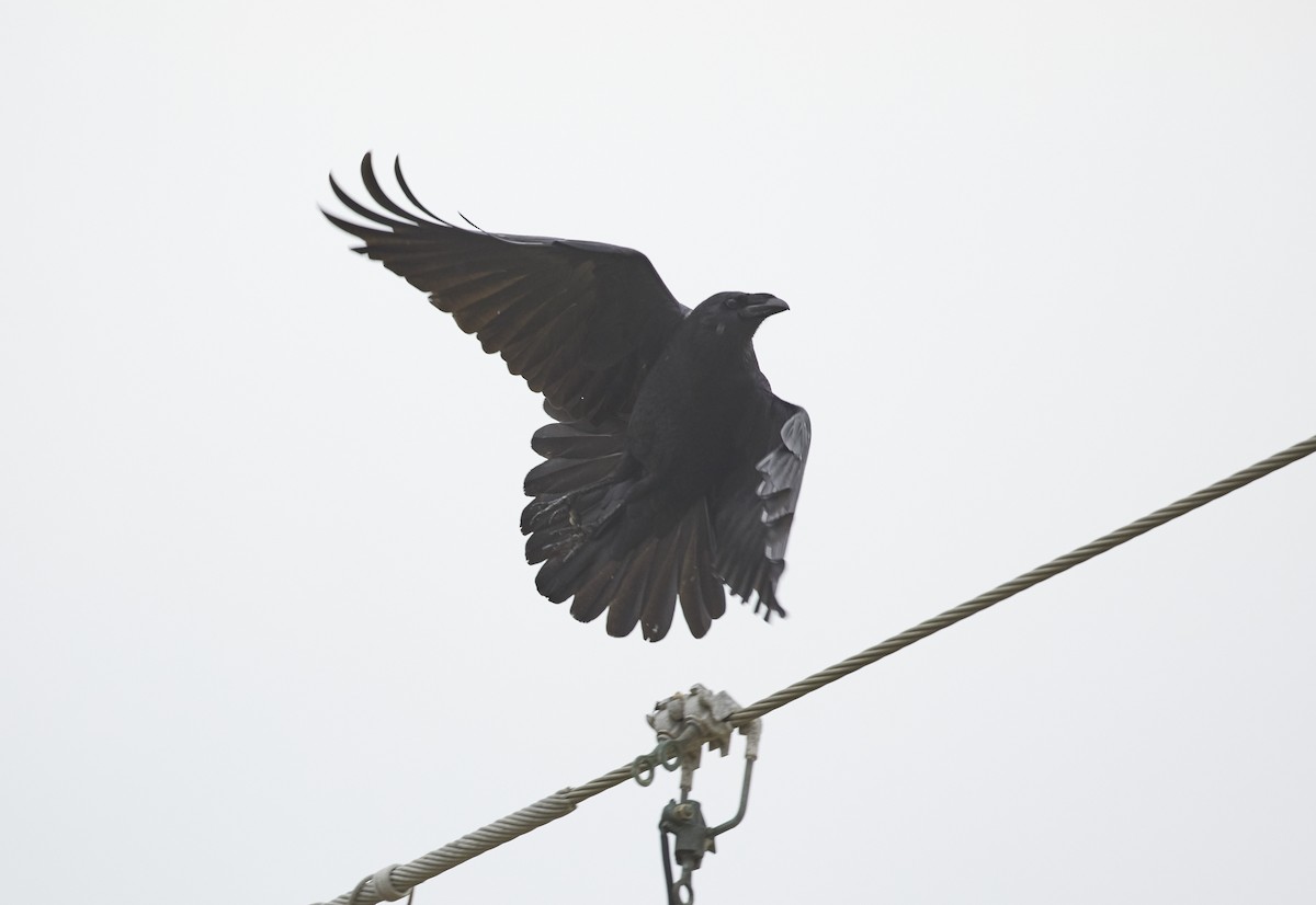 Chihuahuan Raven - ML49284711