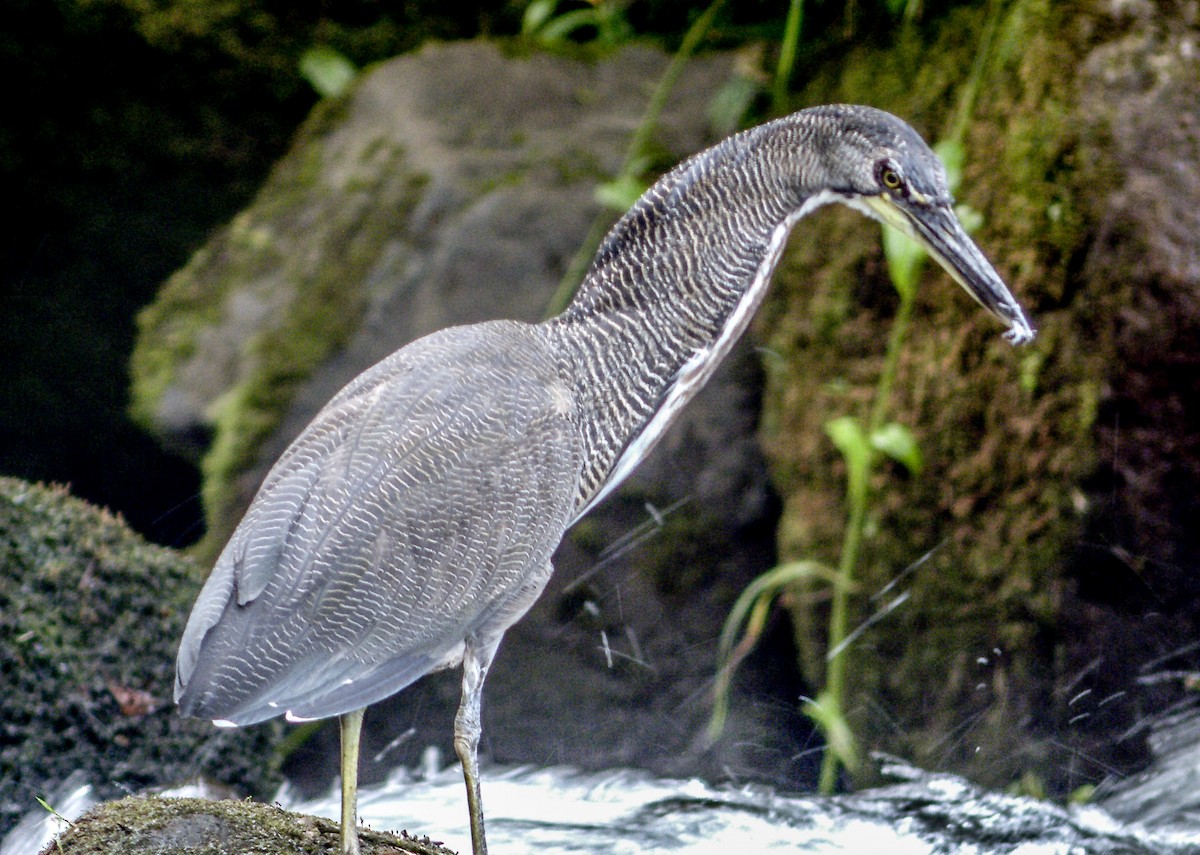 Fasciated Tiger-Heron - David Archer