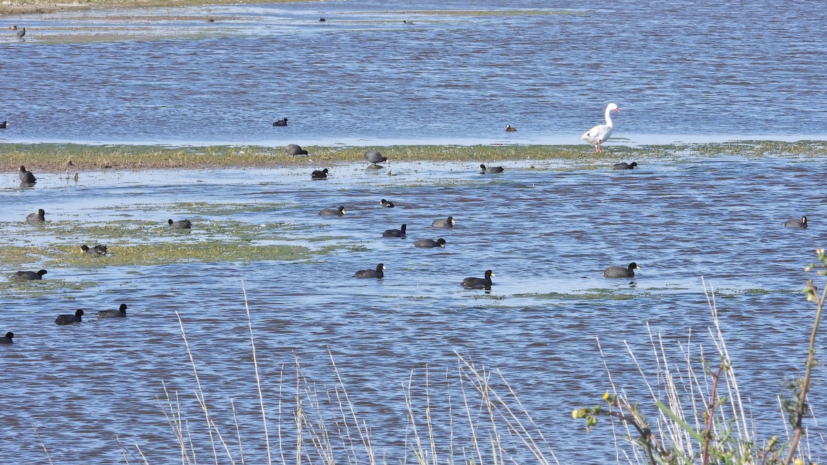 Red-fronted Coot - ML492847941