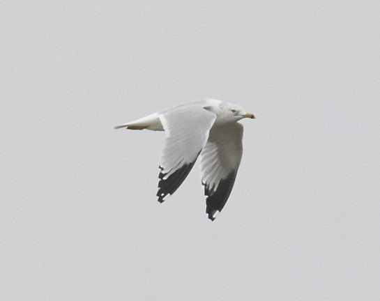 Ring-billed Gull - ML49284841