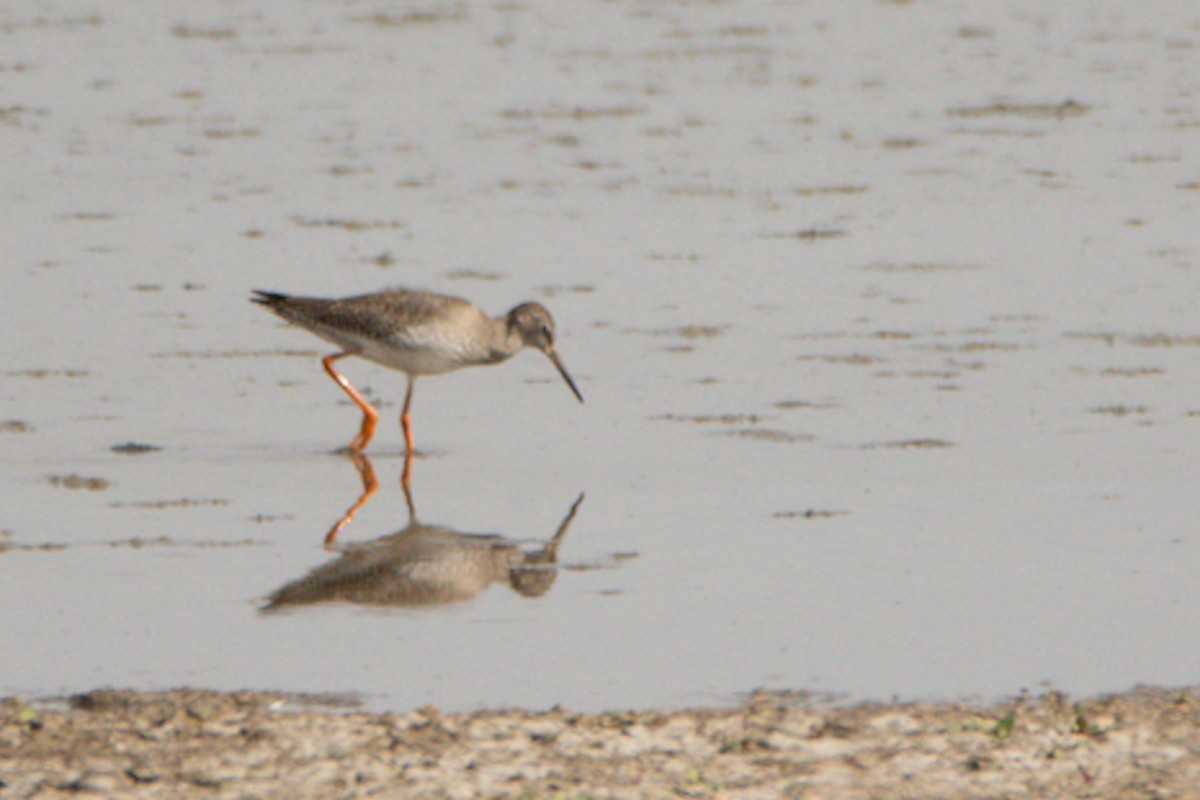 Common Redshank - Jorge Crespo Pérez