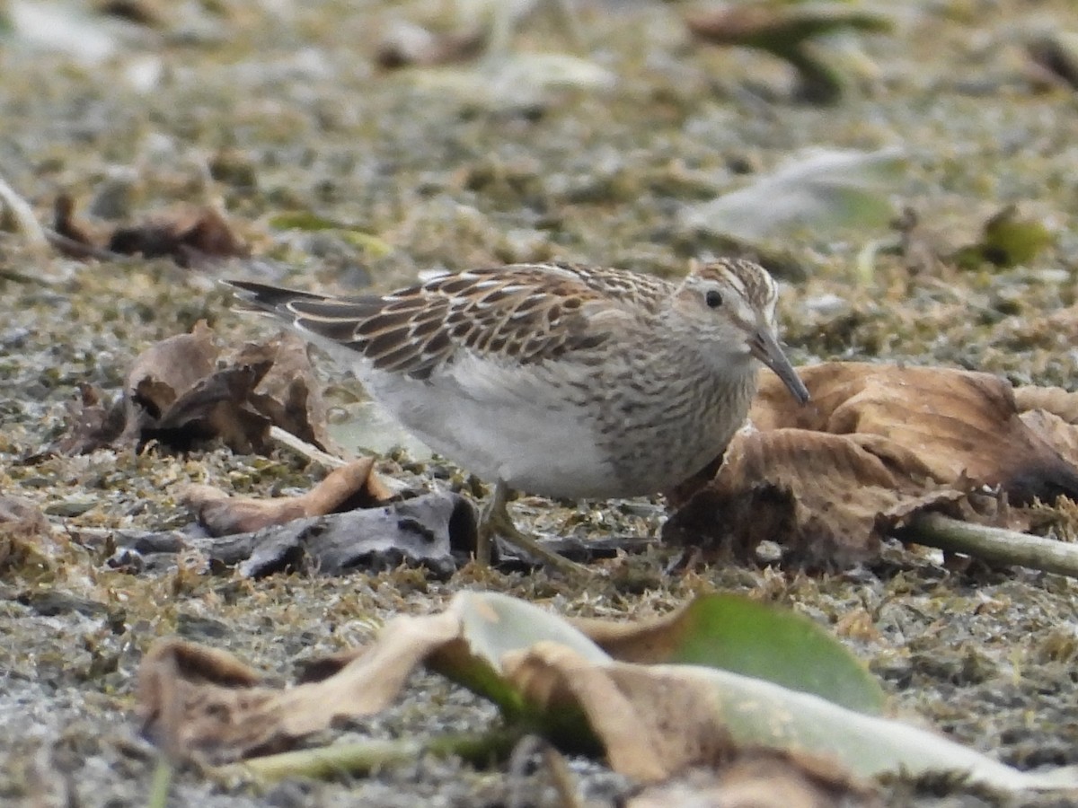 Pectoral Sandpiper - Matthew Thompson